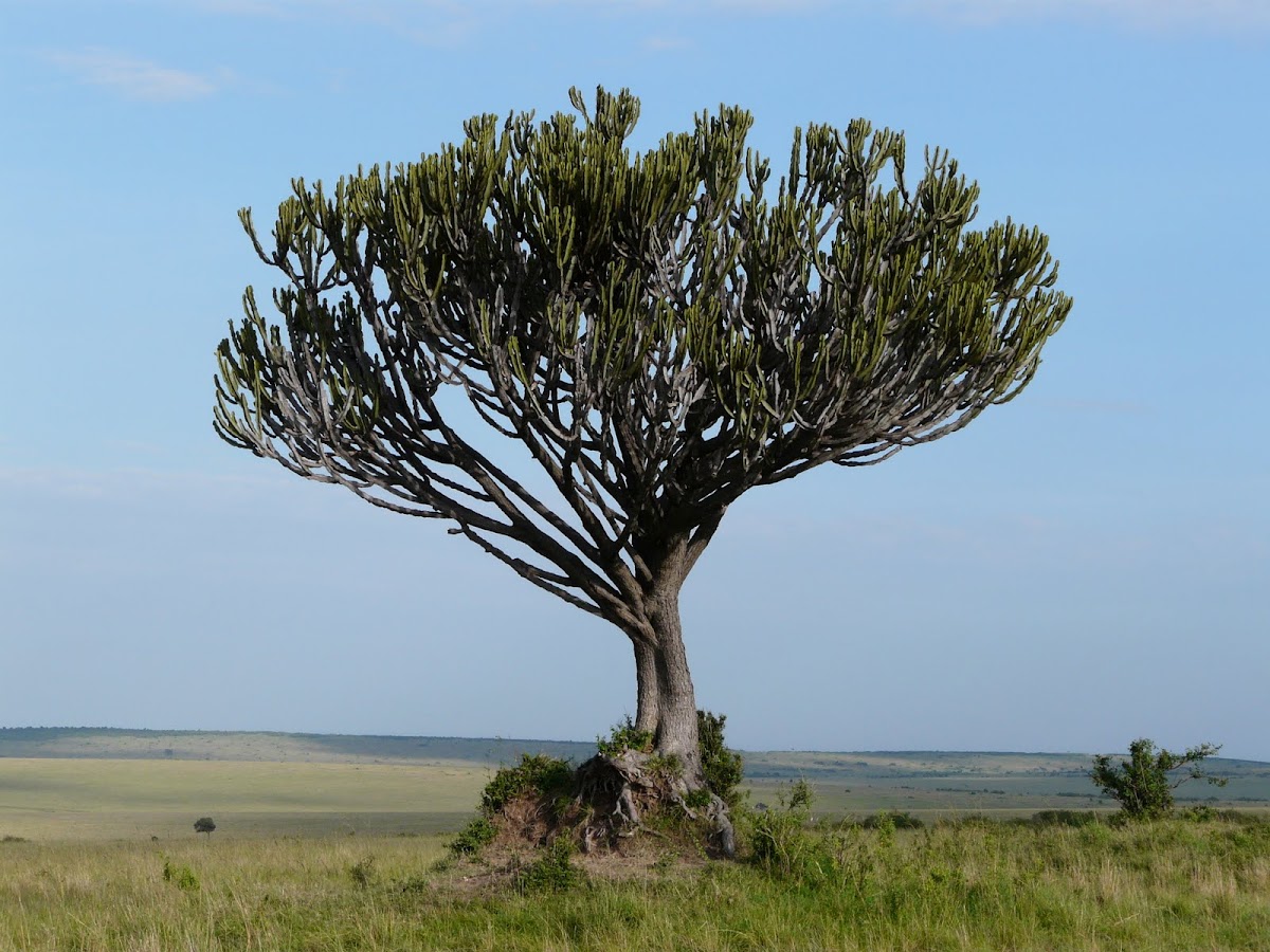 Candelabra Tree