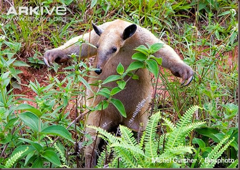 ARKive image GES079816 - Collared anteater