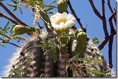 Saguaro Flowering