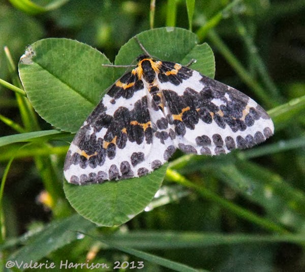[10-magpie-moth2.jpg]