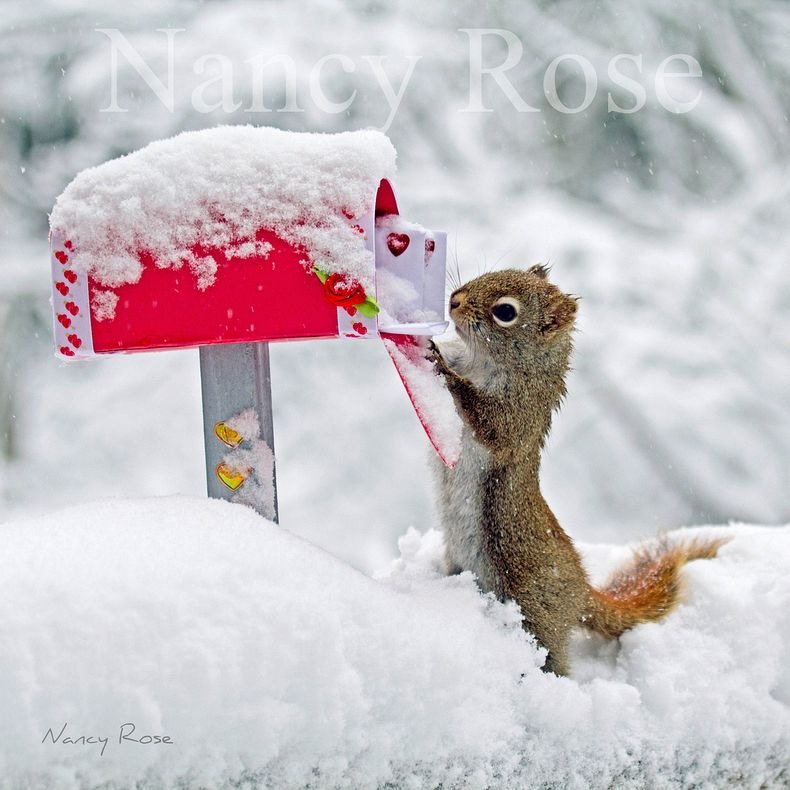 nancy-rose-squirrels-13