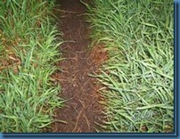 GRASS AND DIRT_thumb