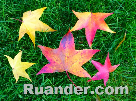 Fall Color 3 Ruander
