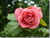 linda's rose