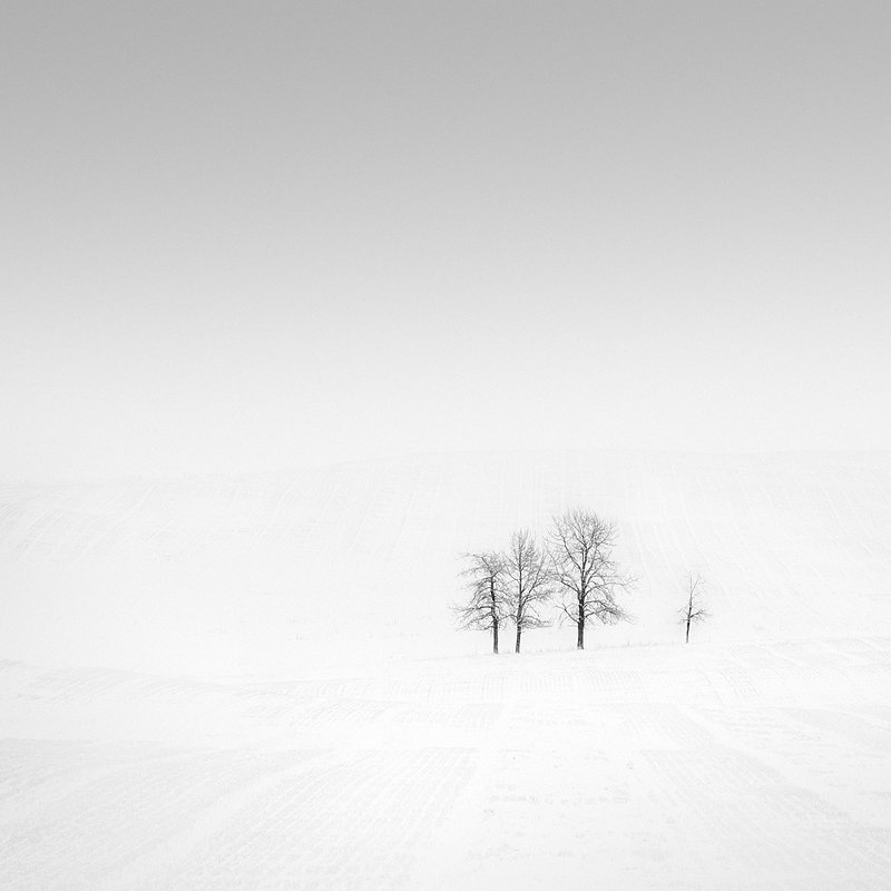 13-olivier-du-tre_lonely-trees-in-snow-covered-field.jpg
