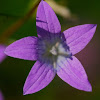bell flower, Wiesenglockenblume