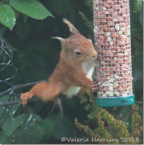 red squirrel injured tail 6