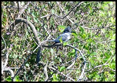 14 - Kingfisher
