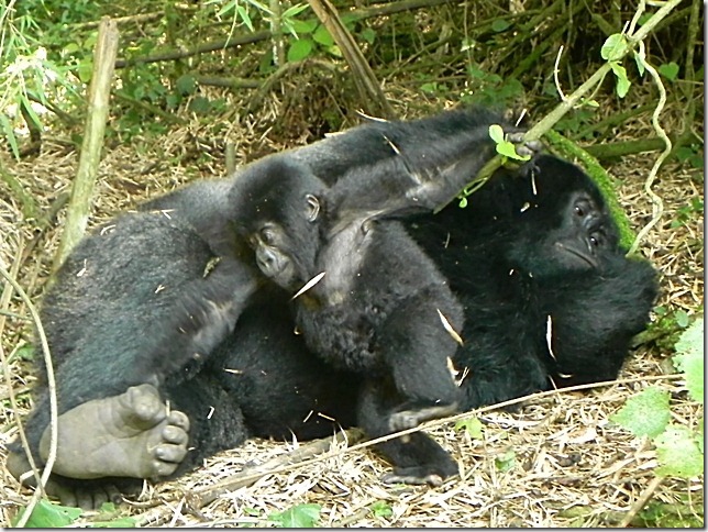 Rwanda_Gorillas (10)