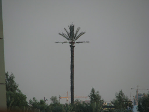 A fake palm tree containing a