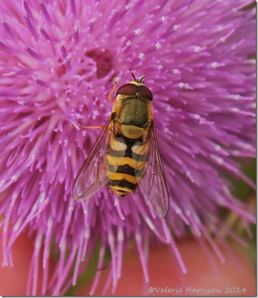 hoverfly-2