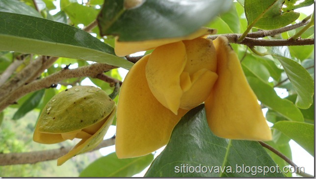 Sítio do Vavá: Flor do cagão