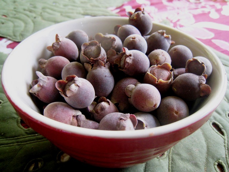 [Archirhodomyrtus%2520beckleri%25201%255B3%255D.jpg]