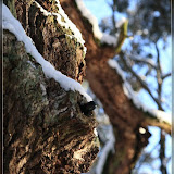 kleiner Cache hoch im Baum