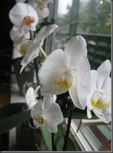 Orkide (2)