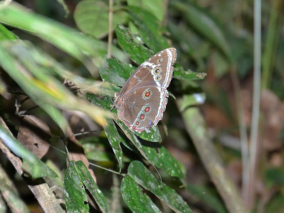 Morpho (Morpho) helenor helenor (CRAMER, 1775). Saül, novembre 2012. Photo : M. Belloin
