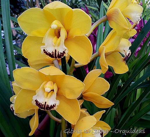 Glória Ishizaka - orquideas 34
