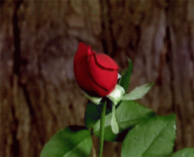 0_75a4c_4bd55717_L.gif
