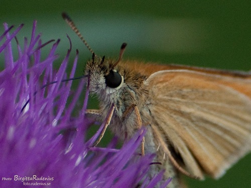 butterfly_20110716_brown1a