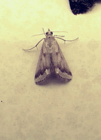snout moth