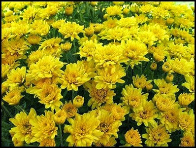 Chrysanthemums4a