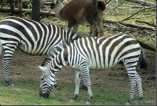 Safari_Zebra_Grants2