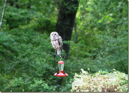 owl on hb feeder