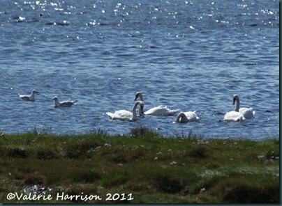 14-swans-and-gulls
