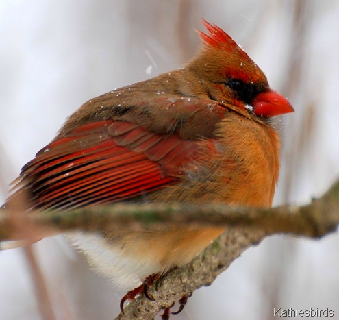 1. Female cardinal-kab