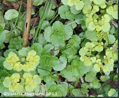 3-oposite-leaved-golden-saxifrage