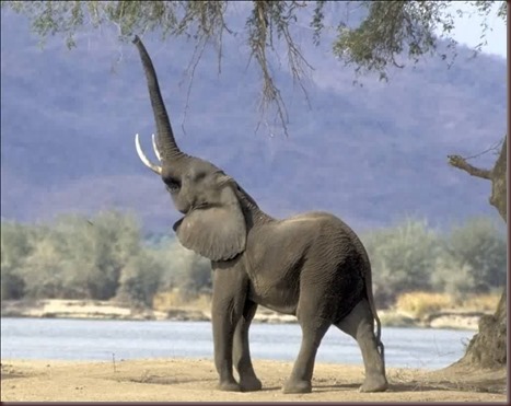 Amazing Animals Pictures Elephant (3)