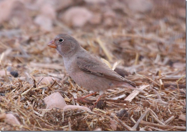 trumpeter_finch