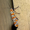 Ailanthus webworm moth