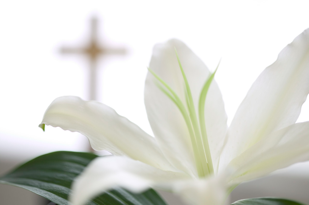 [easter-lily-with-cross%255B85%255D.png]