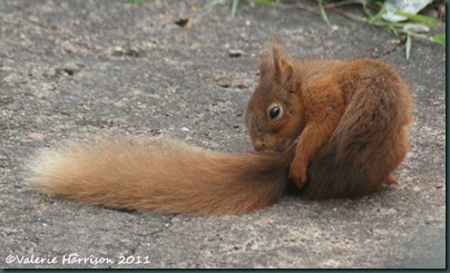 red-squirrel-tiny-2