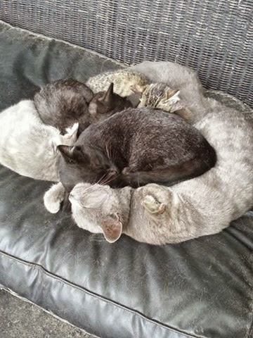kitty pile