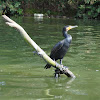 Indian Cormorant