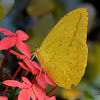 Large Orange Sulphur