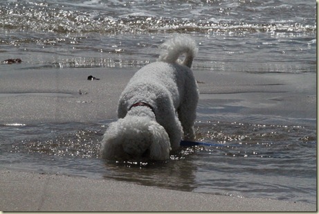 Wales 5-8-2012 276