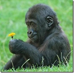 animales con flor (4)