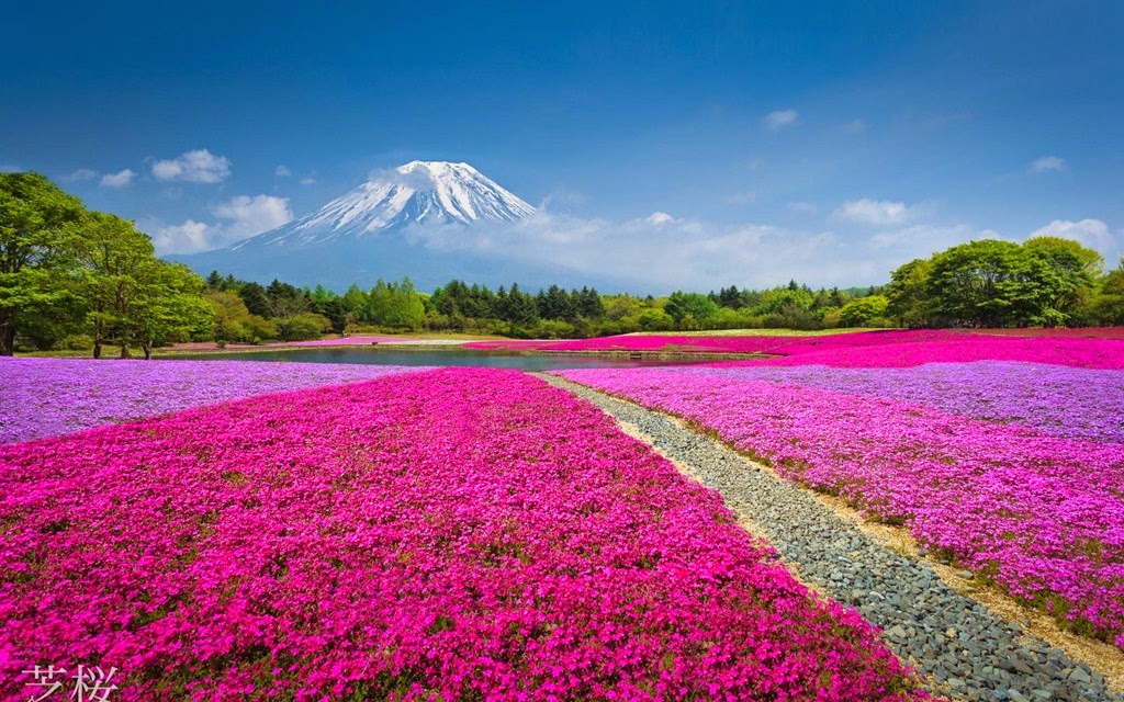 [Nature-Wallpaper-mountain-volcano-China-flowers-flowerbed-lake-forest-park%255B6%255D.jpg]