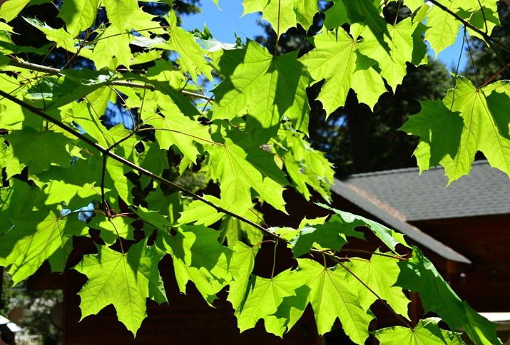 the maple has leafed out all the way for the Solstice
