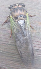 cicada bug2