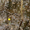 Yellow Water Buttercup