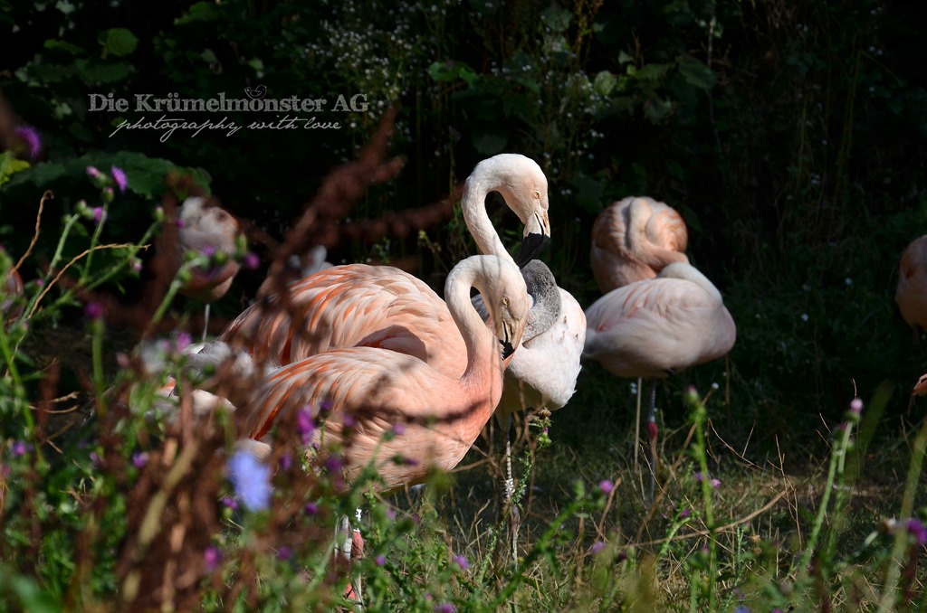 [Zoo-Frankfurt-Flamingo-150813-33.jpg]