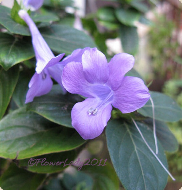 10-03-phillipine-violet