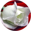 Lydie Leglinel profile picture