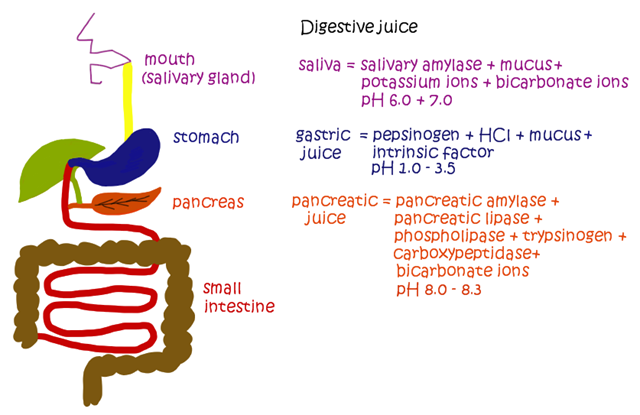 Types of digestive juices