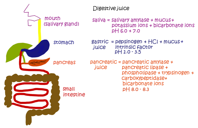 Types of digestive juices Types of digestive juices