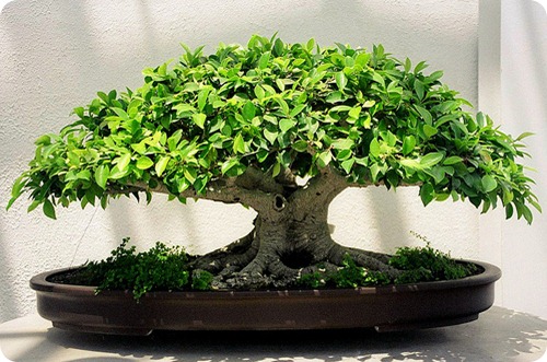 ficus bonsai4